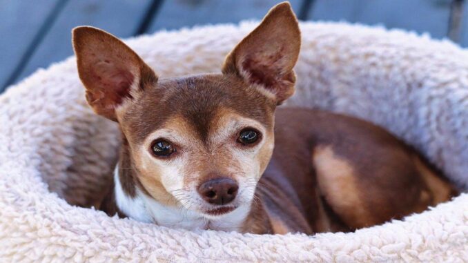 como-escolher-a-melhor-cama-para-cachorro-idoso