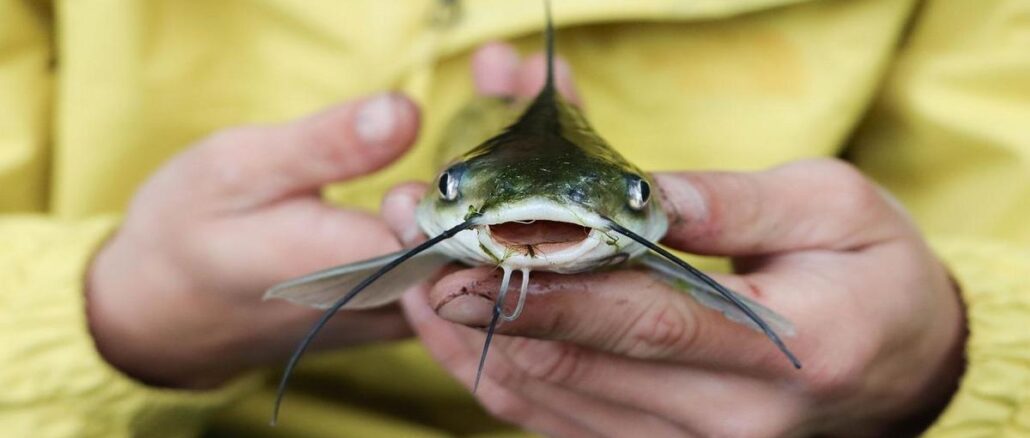 como-pescar-peixes-de-couro-em-rios-no-espirito-santo