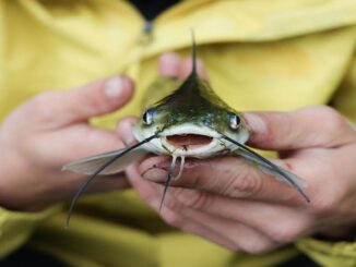 como-pescar-peixes-de-couro-em-rios-no-espirito-santo